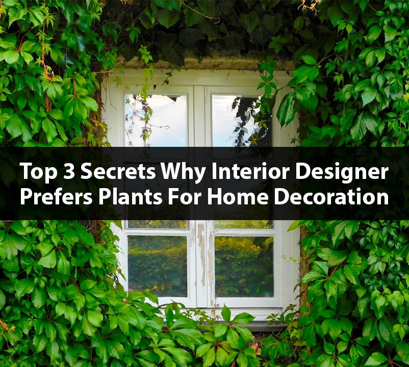 Top-3-secrets-why-interior-designer-prefers-plants-for-home-decoration-mew